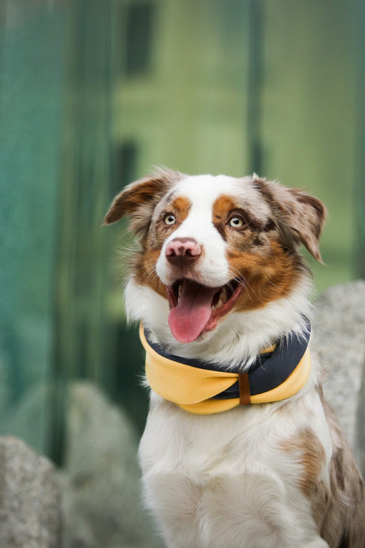 Simo Neck Warmer - Gold & Iron