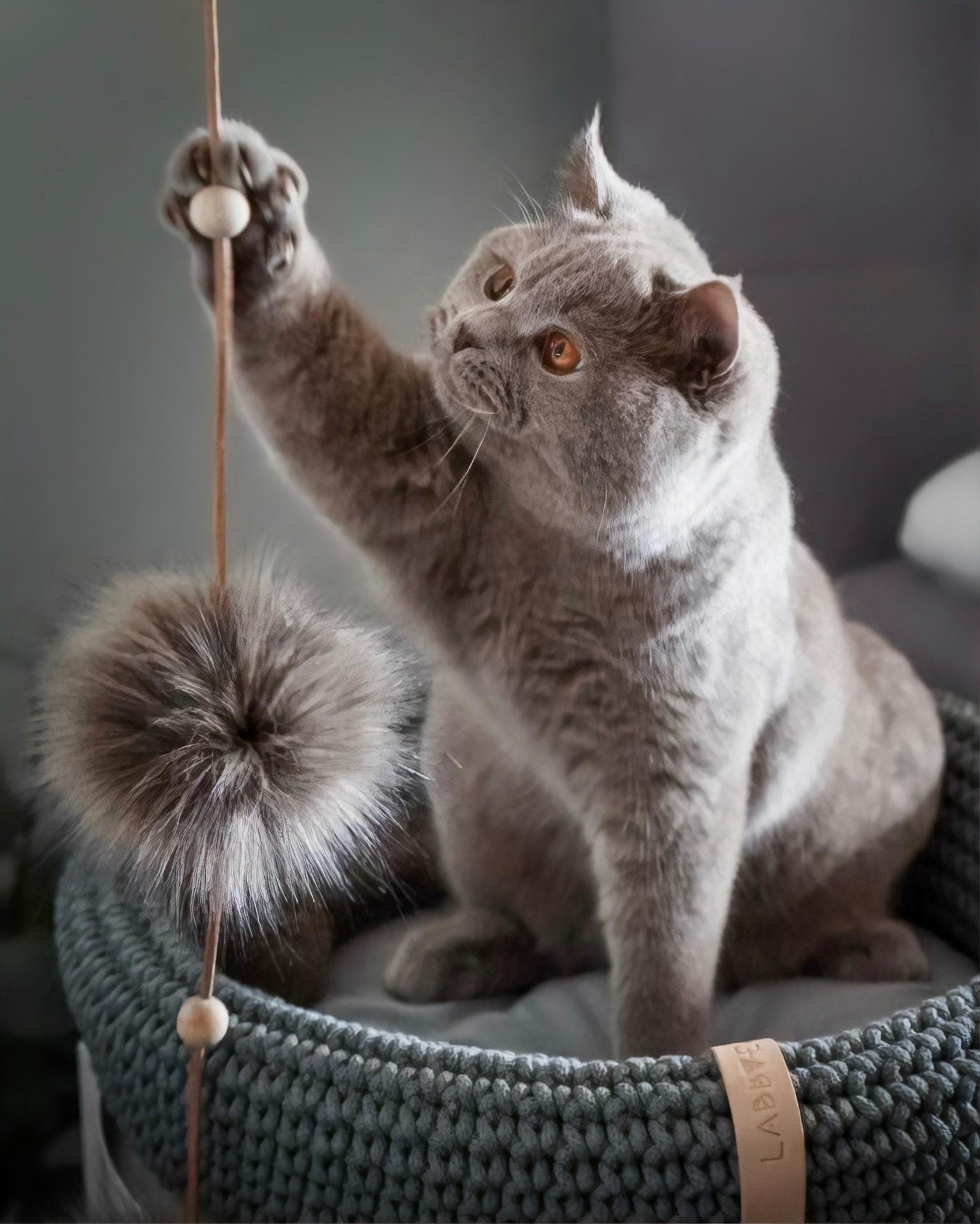 Tollo Cat Toy - Anthracite